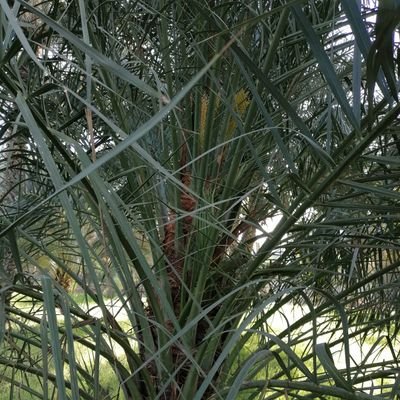 alnaabi88811's profile picture. 