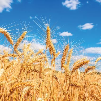 migalatyuk's profile picture. 