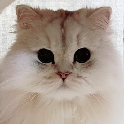 Ji_hoon_may29's profile picture. 猫大好き😻韓国大好き❤️韓国へは推し関係無く肌管理で月1行ってました1人で✈️