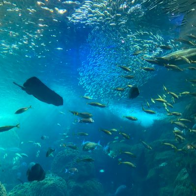 5ta23kan's profile picture. 漫画、アニメ、バスケ、いきもの、保健医療福祉介護、その他いろいろ