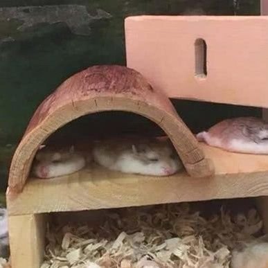 qingjiaowoyan's profile picture. 一个普通人