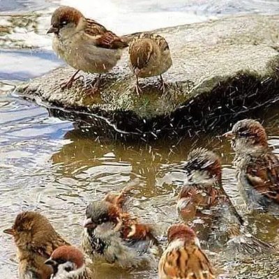 zizrti's profile picture. salut a tous merçai