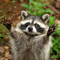 raccoon(@raccoonlovers_4) 's Twitter Profile Photo