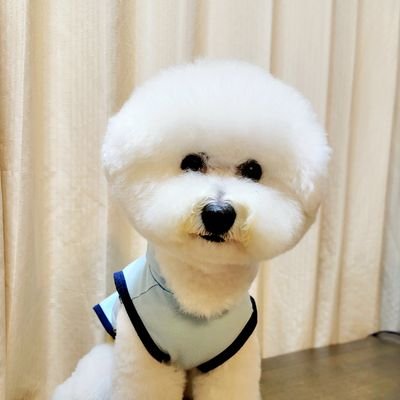 ビションフリーゼのダイキチです❗
2019/5/13誕生🎂男の子🐶
ダイキチの日常を呟いています。みなさんエアーもふもふ(ﾉ)•ω•(ヾ)しませんか‼️フォローお待ちしております🐕️無言フォロー失礼致します🙇‍♂️インスタもやってまーす🐶🥰👍️