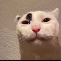 soy_gato (@soygatooo) 's Twitter Profile