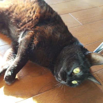 deka_yabao's profile picture. League of Legendsに脳を破壊されアカウント永久凍結を達成した悲しき魔物Dekayabai