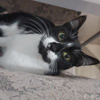 AzmanFındık-Zorunlu Hizmet Affı (@azmanfindik) 's Twitter Profile