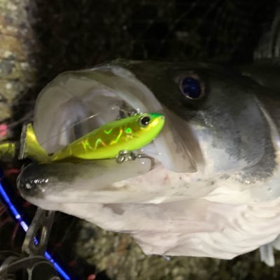 三重県を中心に季節に合ったルアー釣りやってます。ジムニーJB64/シーバス/根魚/メバル無言フォロー失礼します⤵︎😅