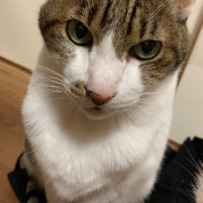 makotoni_kpk's profile picture. 分析大好きヲタク