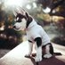 zorden .fuel ❤️ Memecoin (@bobidich) Twitter profile photo zorden .fuel ❤️ Memecoin (@bobidich) Twitter profile photo
