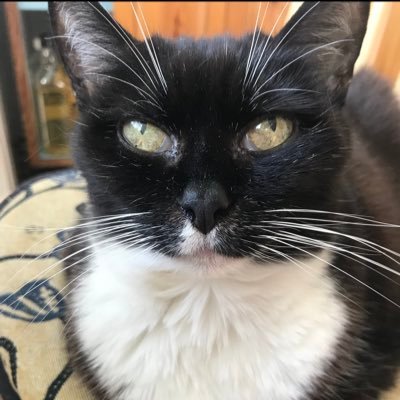 Former member of #SuperSeniorCatsClub Crossed OTRB on 31/12/21 now running free in my new body now also on instagram Lucytuxedo2003