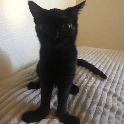 FunnyMemes010's profile picture. 