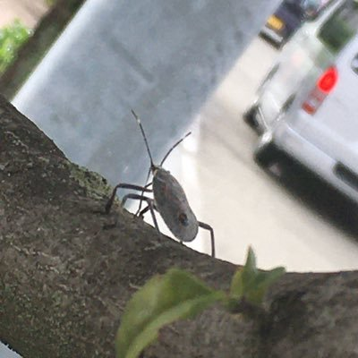 TL不遡妖怪. 開店休業中 一応🚲 穴ぐらの奥から吐き出し覗いている. 返事がクソ遅い.