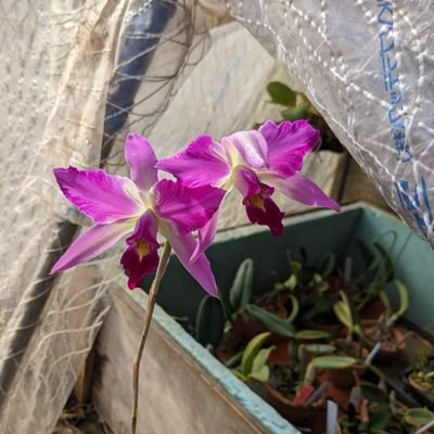 ラン科植物の研究をしてます/M2/
園芸が趣味です