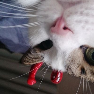 yarens_1's profile picture. https://t.co/tUdeehuRmO