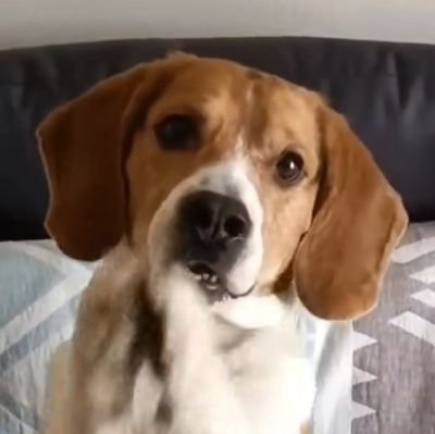 Beagle Lover!!!🥰