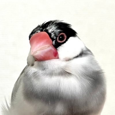 20羽Ι文鳥16羽-セキセイ-オカメ-コザクラ-キンカ𓅿𓂂𓈒𓏸︎︎︎︎