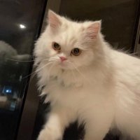 Faisal al-Dakheel (@faisal_dhakeel) 's Twitter Profile