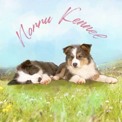 ボーダーコリー専門犬舎NORRU KENNELノアールケンネル ボーダーコリー専門犬舎NORRU KENNELノアールケンネル