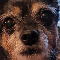 Mina Leung (@minaleung) 's Twitter Profile