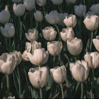 Anwarallk's profile picture. 