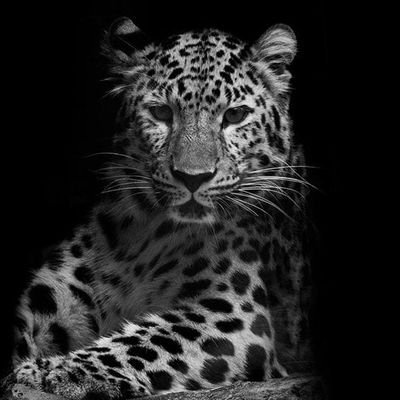 Walid6916's profile picture. Ex Musulman☪️