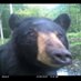 bear wizard ~ (@beariestwizard) Twitter profile photo bear wizard ~ (@beariestwizard) Twitter profile photo