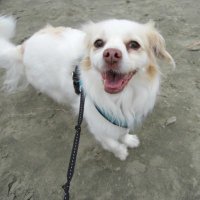 Dorothy ❤️☮️🐶👀⚖️🍷🇨🇦 (@dorothy34589928) 's Twitter Profile Photo