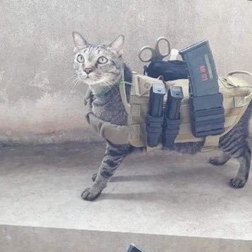 amphibousfren's profile picture. 