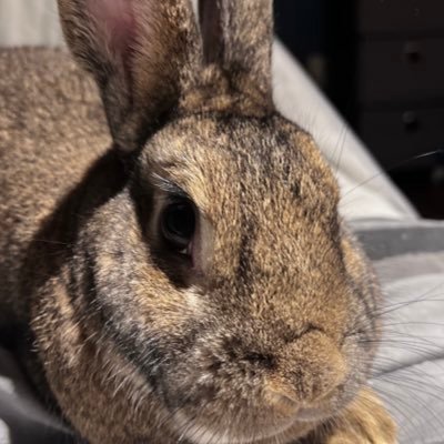 LucyPar1sh's profile picture. My kindness