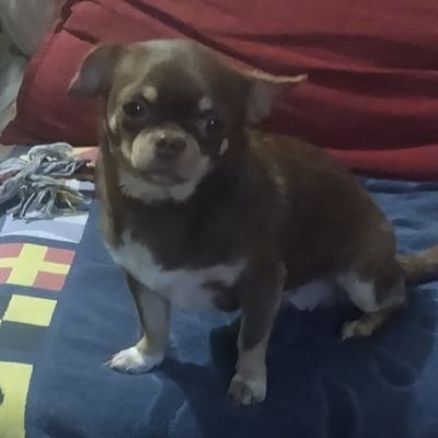 La mia età . non rispondo a DM NO TAG blocco subito
no follow a chi scrive solo in lingue esotiche
capisco solo francese e inglese
no parolacce