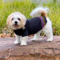 Ian Royall 🏍 (@ianroyall) 's Twitter Profile