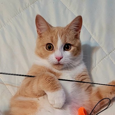 ScoobyZenKitty Profile Picture