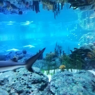 انا طبيب بيطري وزارة البيئة والمياه والزراعة بمنطقة تبوك