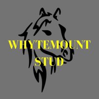 Whytemount Stud (@whytemount_stud) 's Twitter Profile