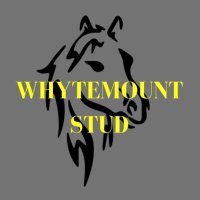 Whytemount Stud(@Whytemount_Stud) 's Twitter Profile Photo