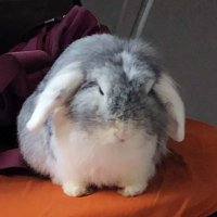 Jasmine the Rabbit (@jasminerabbit77) 's Twitter Profile
