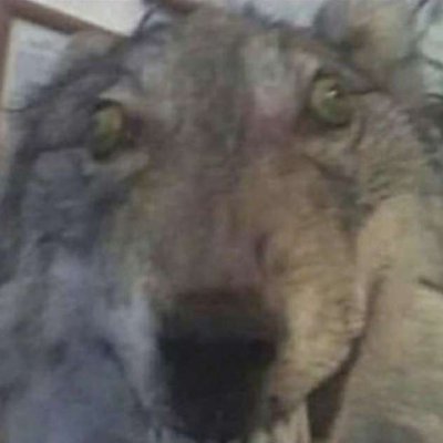 Theonlyhd96's profile picture. cope