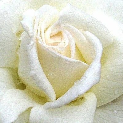 FaouziaBorgi's profile picture. 