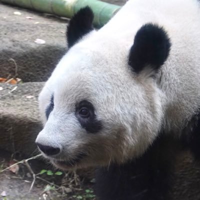 shosogirl's profile picture. モテテクへのアンチテーゼ。焦ガ。