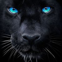 Chully (@esgotador) 's Twitter Profile Photo Chully (@esgotador) 's Twitter Profile Photo