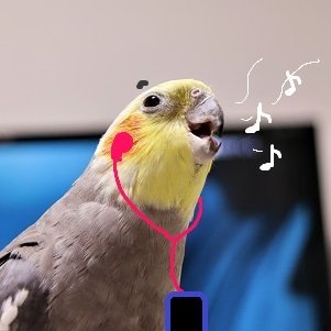 鳥全般大好き!がま口雑貨いろいろ作ってます。 ミンネ(ことりとがま口): https://t.co/Z8v0aOwkPo Instagram: https://t.co/W7bVqExm3X