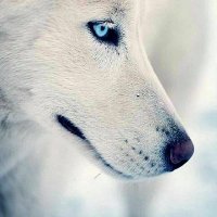 Wemi๐บ (@wemithewild) 's Twitter Profile Photo Wemi๐บ (@wemithewild) 's Twitter Profile Photo