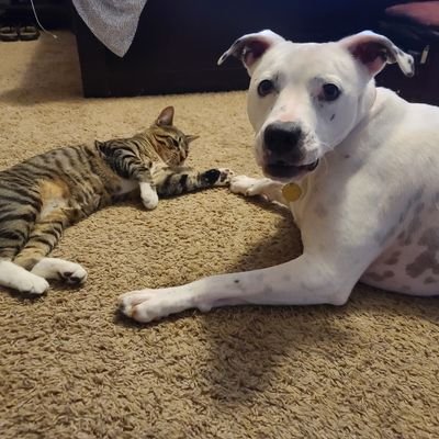 Trad_Yankee's profile picture. Trad wifey, nothing else to say.