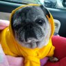 pugnoparumu's profile picture. パルム🐥誕生日2010.6.16～2023.12.25♀13歳 🫧🫧🫧また会おうねパルム🫧🫧🫧
体重7.4kg   
🐥2022.1.22🏠

🌸飼い主:競馬🏇伊野尾慧担🩵