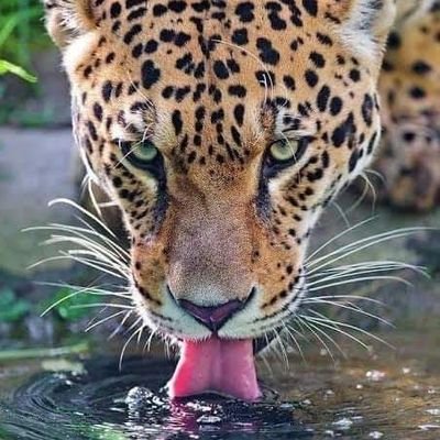 lira_l86287744's profile picture. O coração do sábio o inclina para a direita, mas o coração do tolo o inclina para a esquerda.
(Eclesiastes, 10. 2)