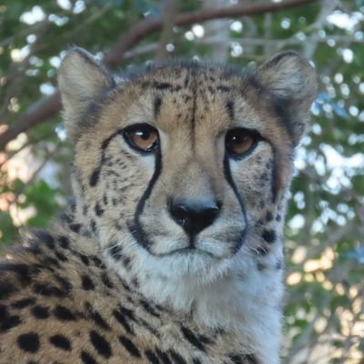 チーターの大ファン. 動物と動物園が大好き！
deutsch, english and 日本語.
Cheetah- Fan❤️
ズーラシアに良く行ってます!!