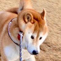 バンダナ野郎、柴犬ケンタ (@ccnqrohpwlvsnvu) 's Twitter Profile