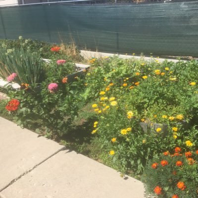 Avid gardener that is barefoot all summer. Healing with homegrown organic veggies and herbs. Author of self-hep journals for adults and children.