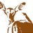 SafariBotswana's profile image